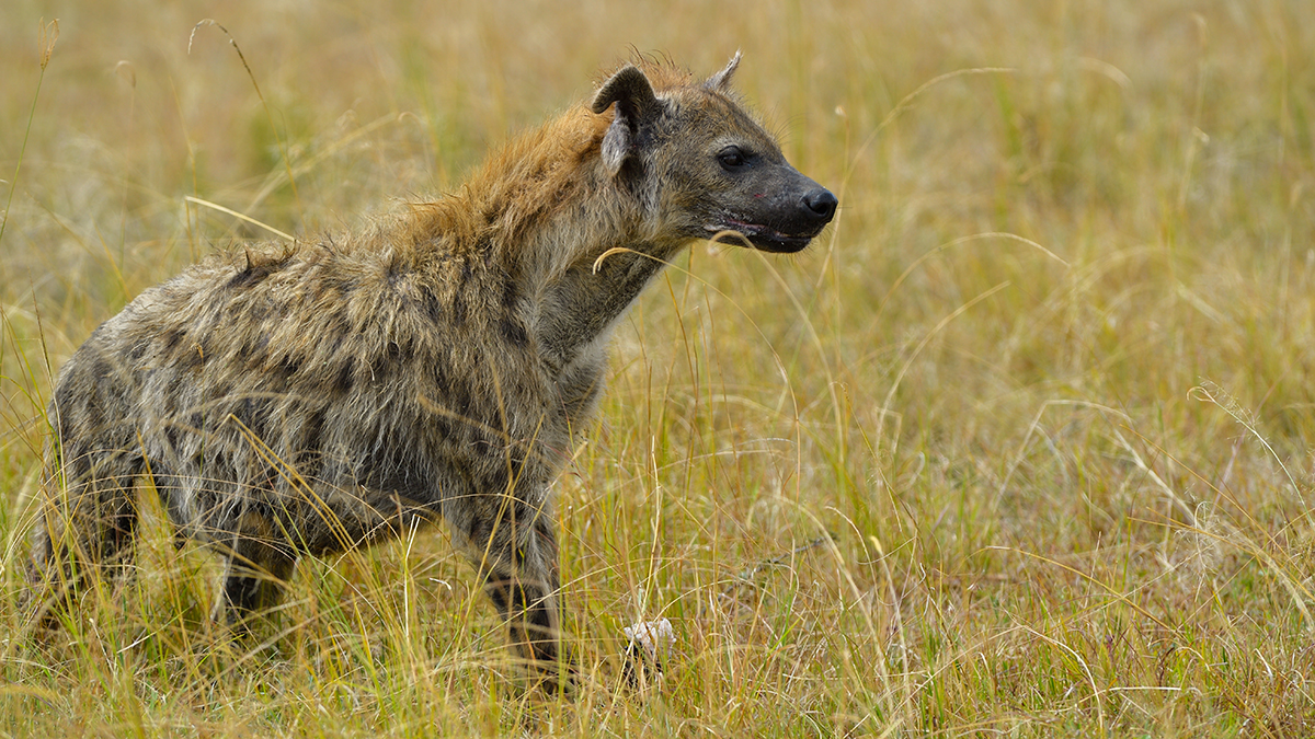 _5RG1394_20180729_143829_4943Masai Mara 2018_7468Masai Mara 2018.jpg