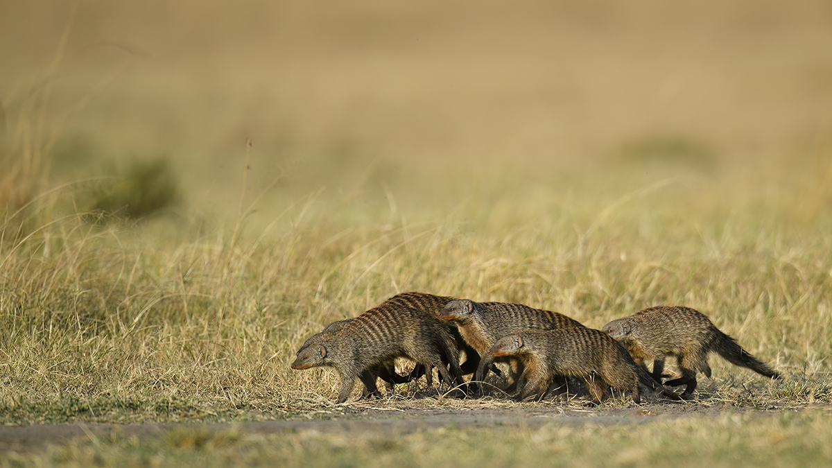 _5RG1398_20180719_075448_746Masai Mara 2018-1200.jpg