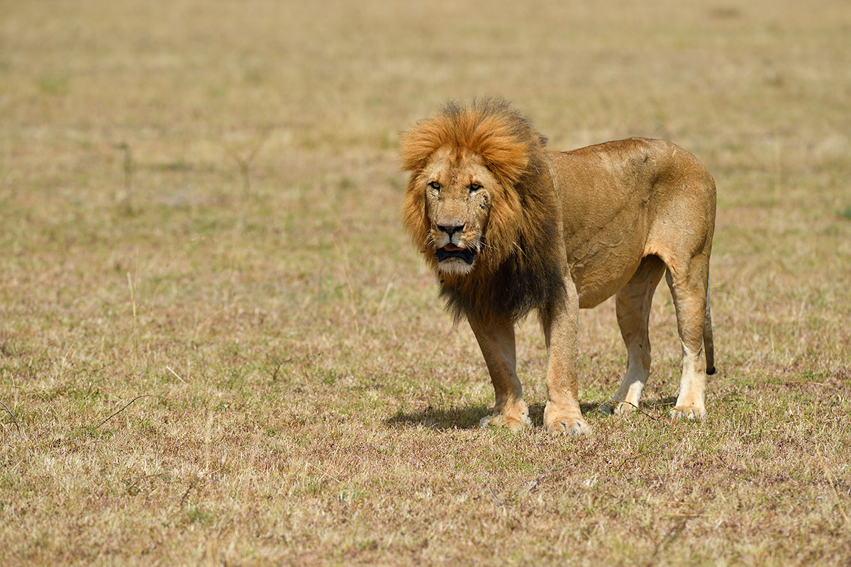 _5RG1405_20180729_144403_4944Masai Mara 2018_7469Masai Mara 2018.jpg