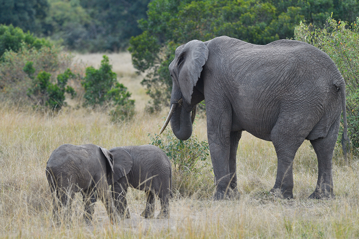 _5RG1485_20180729_160036_4949Masai Mara 2018_7474Masai Mara 2018.jpg