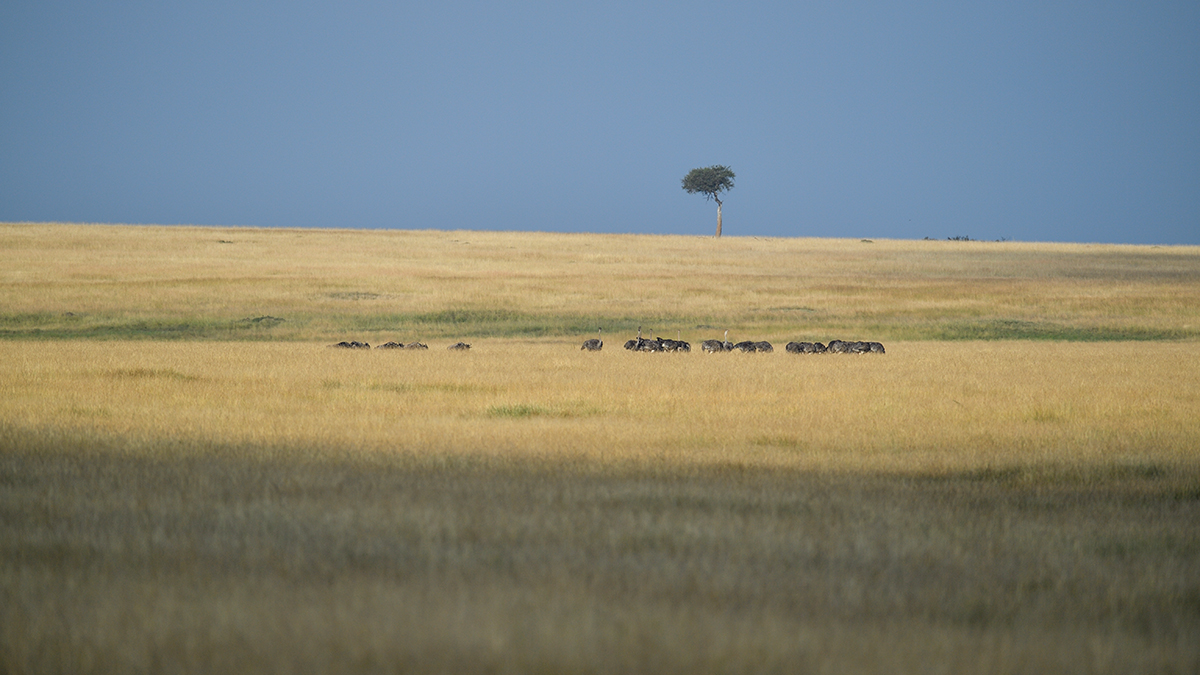_5RG1511_20180729_170438_4952Masai Mara 2018_7477Masai Mara 2018.jpg