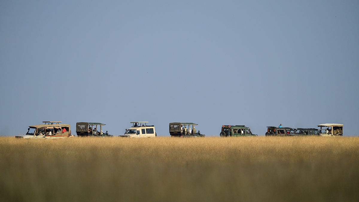 _5RG1524_20180729_171131_4954Masai Mara 2018_7479Masai Mara 2018.jpg