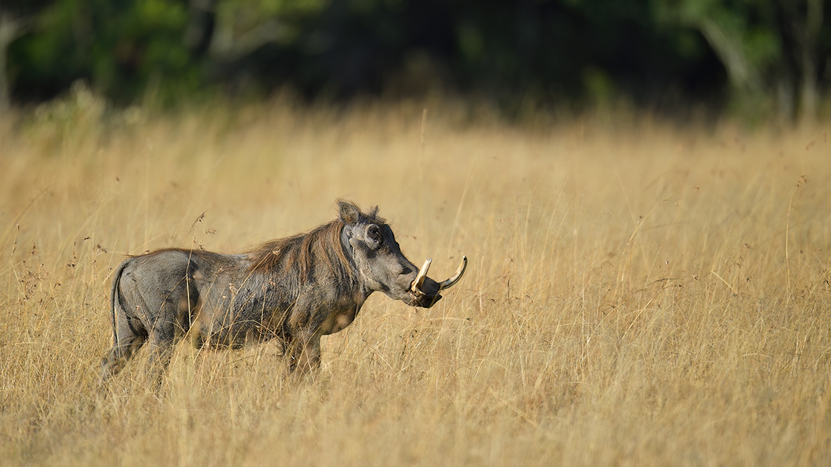 _5RG1531_20180719_080217_747Masai Mara 2018-1200.jpg