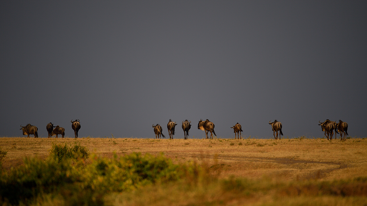 _5RG1535_20180724_180051_2331Masai Mara 2018_3307Masai Mara 2018-1200.jpg