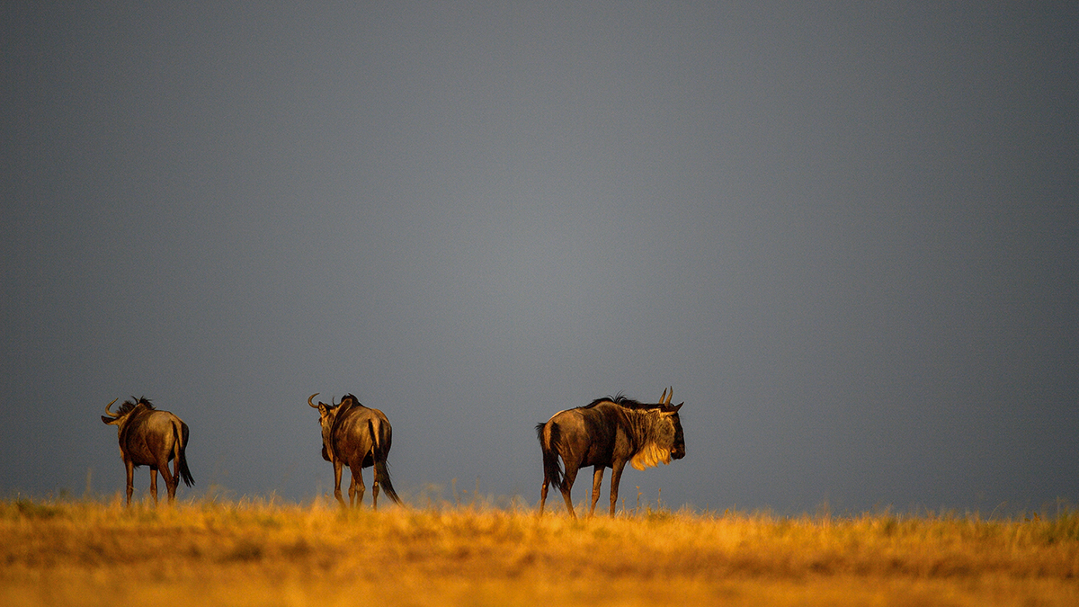 _5RG1548_20180724_180617_2332Masai Mara 2018_3308Masai Mara 2018-1200.jpg
