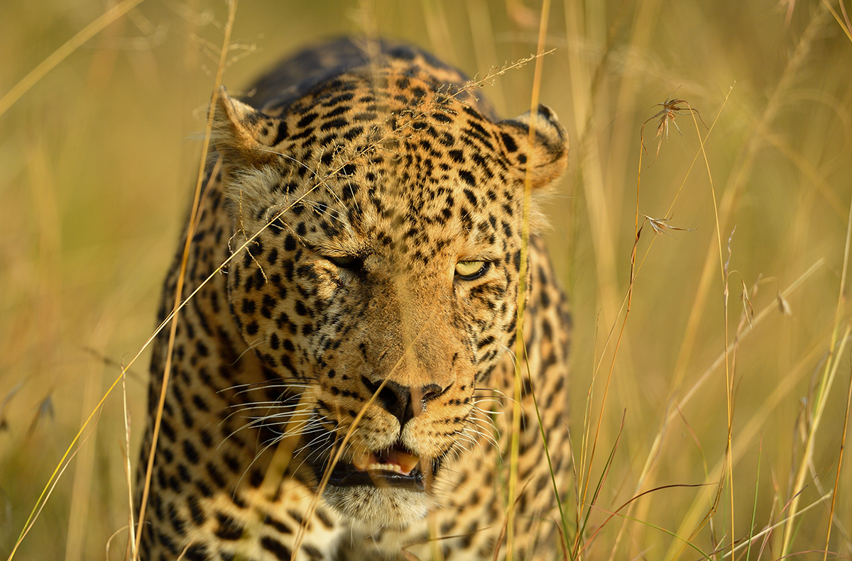 _5RG1556_20180729_180039_4959Masai Mara 2018_7484Masai Mara 2018.jpg