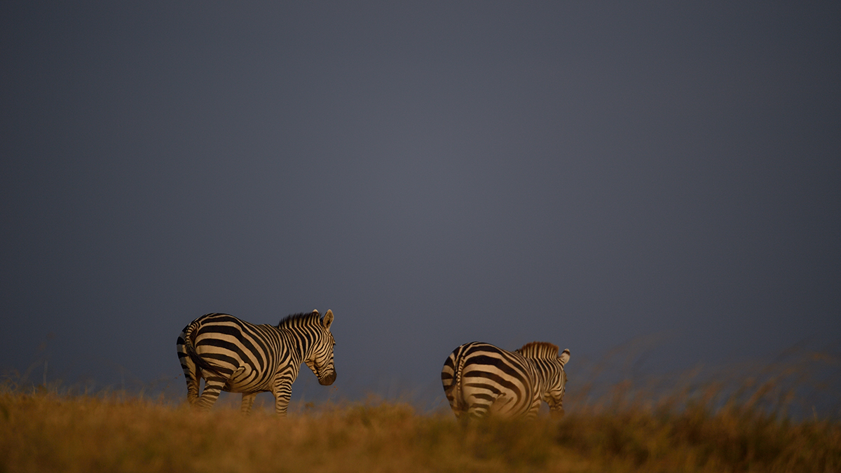 _5RG1559_20180724_180645_2333Masai Mara 2018_3309Masai Mara 2018-1200.jpg