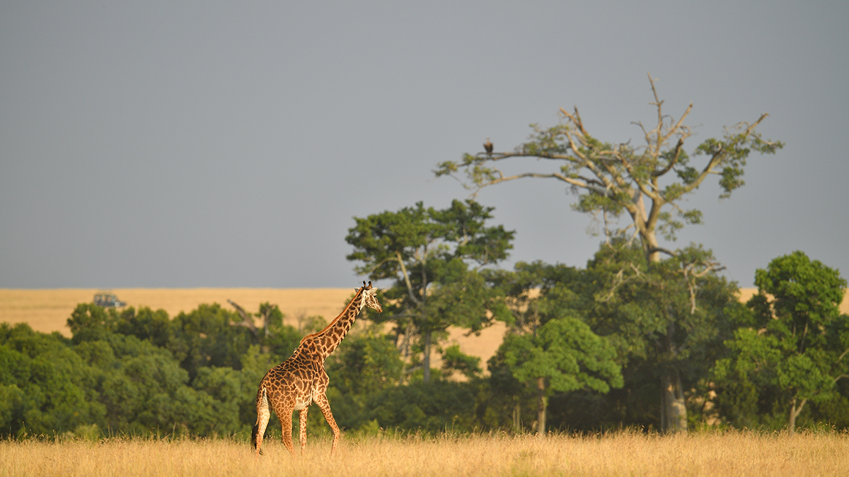 _5RG1575_20180729_180841_4962Masai Mara 2018_7487Masai Mara 2018.jpg