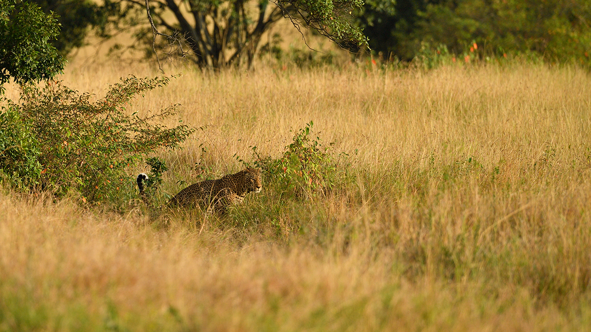 _5RG1578_20180729_180933_4963Masai Mara 2018_7488Masai Mara 2018.jpg