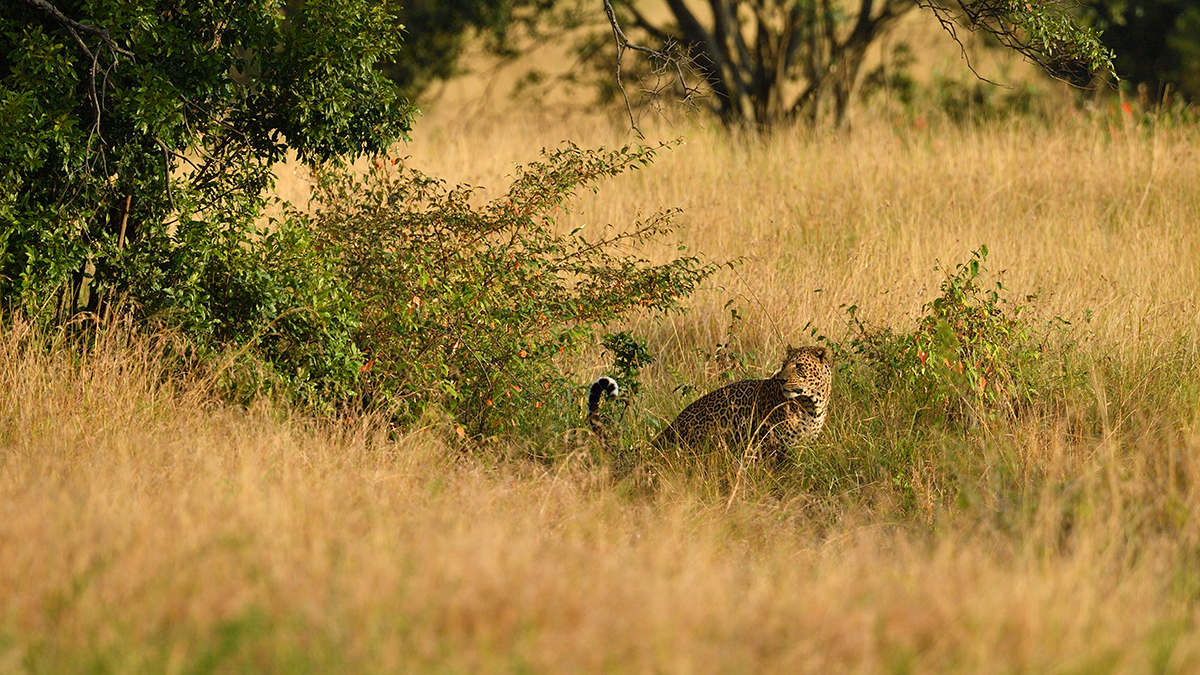 _5RG1581_20180729_180934_4964Masai Mara 2018_7489Masai Mara 2018.jpg