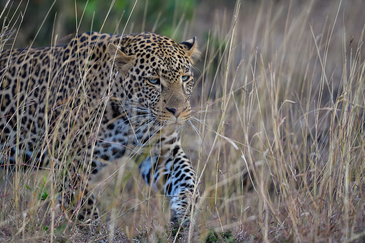 _5RG1587_20180724_181339_2335Masai Mara 2018_3311Masai Mara 2018-1200.jpg