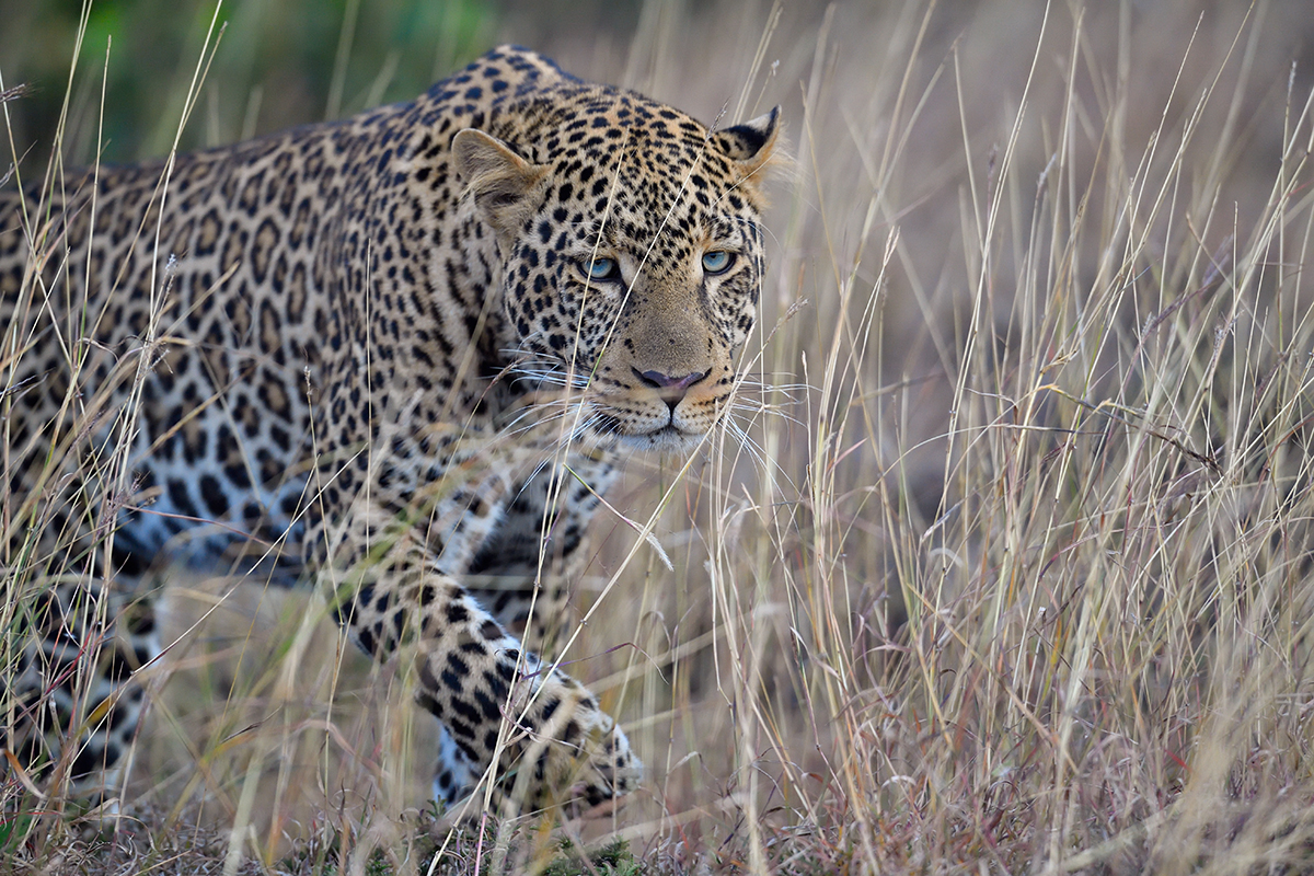 _5RG1590_20180724_181340_2337Masai Mara 2018_3313Masai Mara 2018-1200.jpg