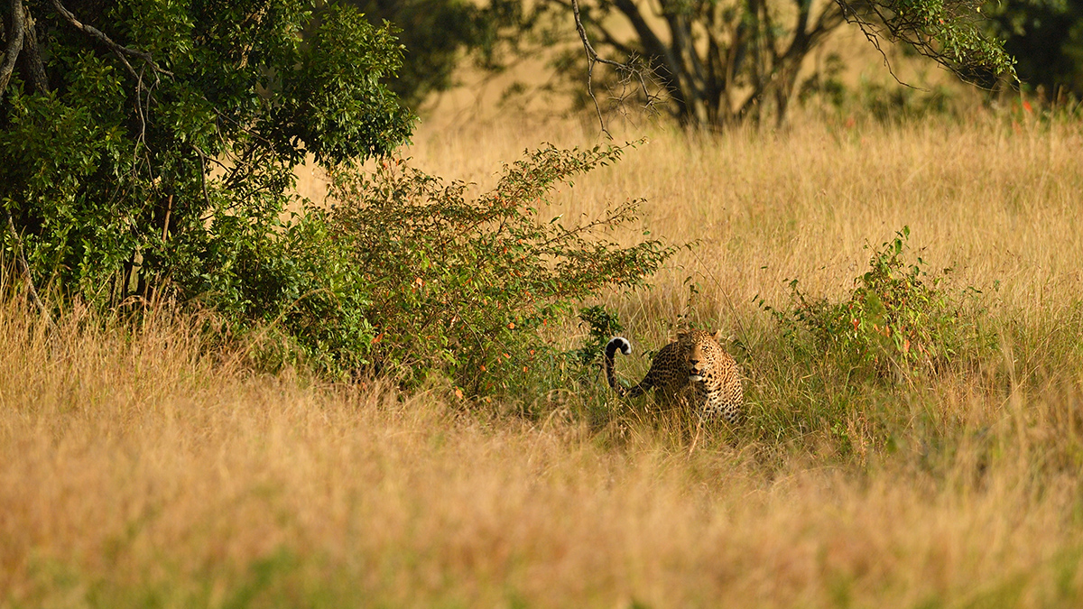 _5RG1602_20180729_181001_4965Masai Mara 2018_7490Masai Mara 2018.jpg