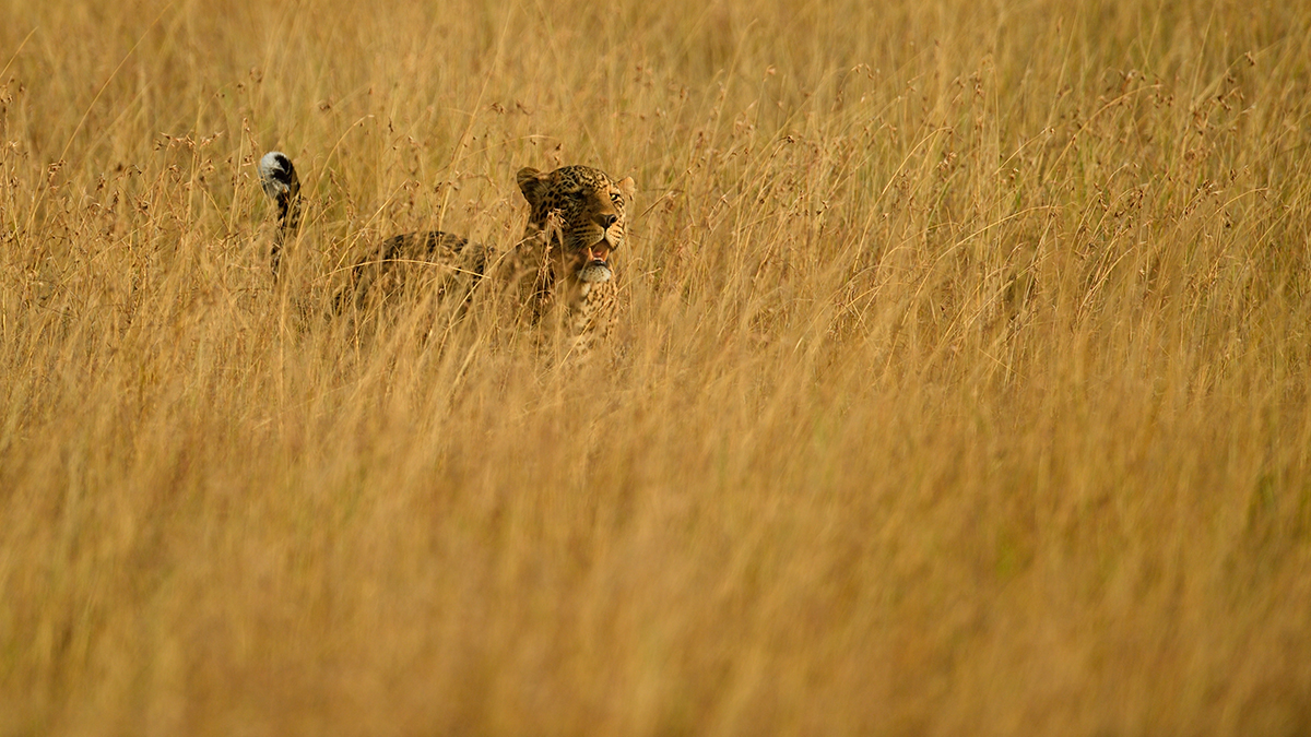 _5RG1627_20180729_181201_4968Masai Mara 2018_7493Masai Mara 2018.jpg