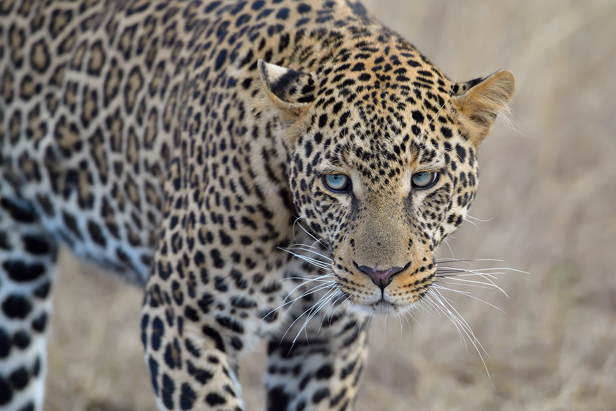 _5RG1630_20180724_181345_2342Masai Mara 2018_3318Masai Mara 2018-1200.jpg