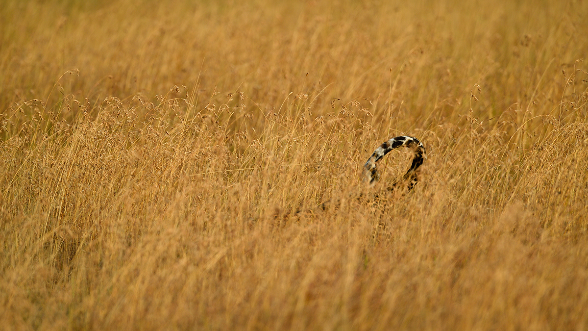 _5RG1642_20180729_181231_4969Masai Mara 2018_7494Masai Mara 2018.jpg