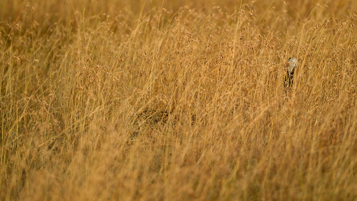 _5RG1644_20180729_181233_4971Masai Mara 2018_7496Masai Mara 2018.jpg