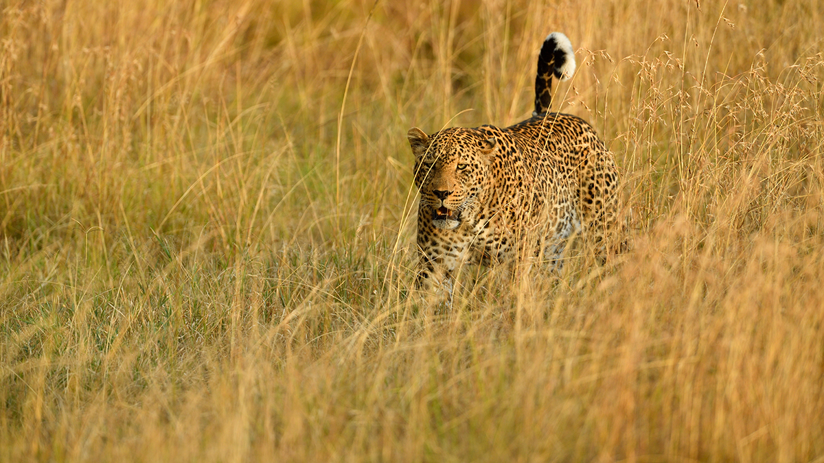 _5RG1654_20180729_181237_4973Masai Mara 2018_7498Masai Mara 2018.jpg