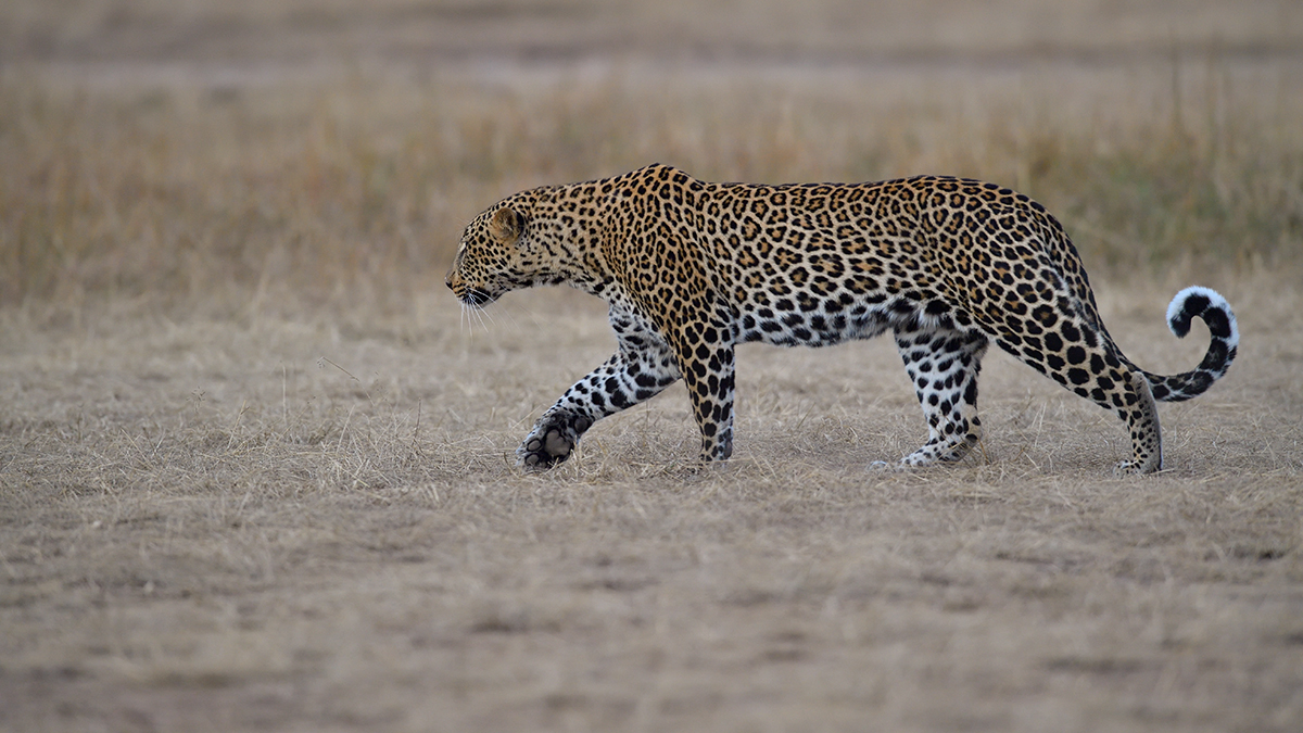 _5RG1676_20180724_181629_2343Masai Mara 2018_3319Masai Mara 2018-1200.jpg
