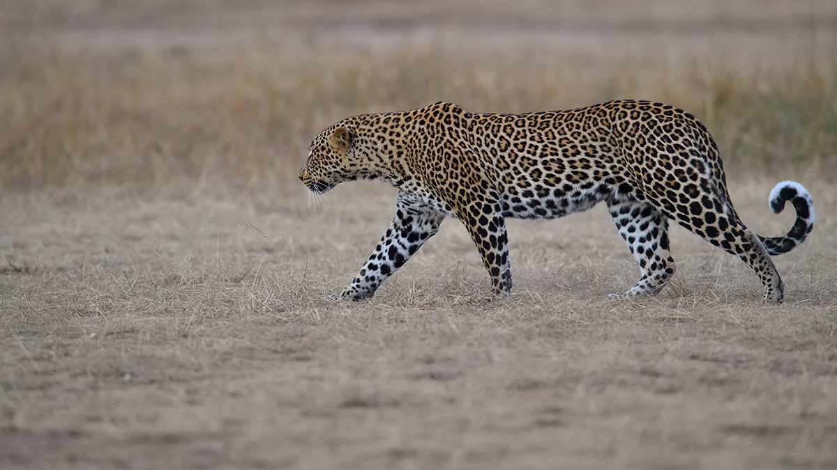 _5RG1677_20180724_181629_2344Masai Mara 2018_3320Masai Mara 2018-1200.jpg