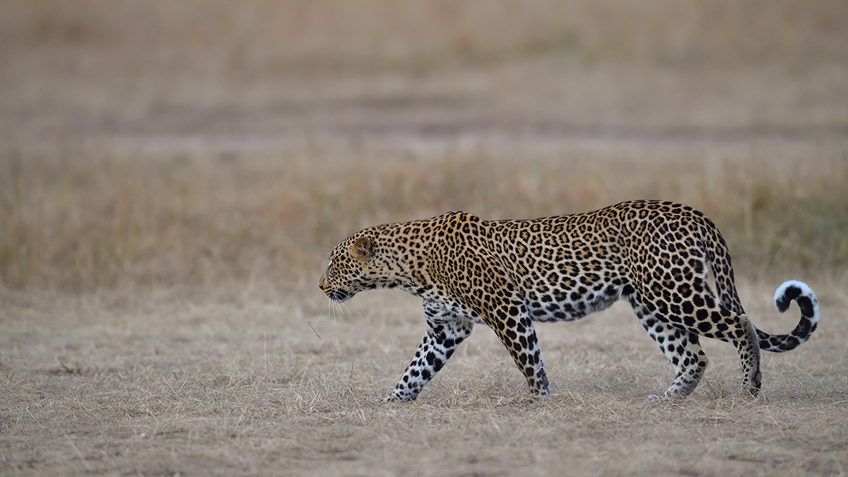 _5RG1678_20180724_181629_2345Masai Mara 2018_3321Masai Mara 2018-1200.jpg