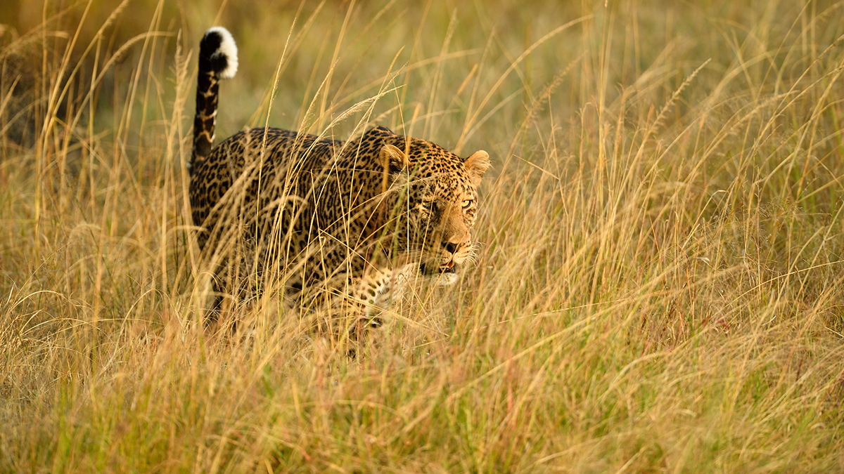 _5RG1699_20180729_181247_4976Masai Mara 2018_7501Masai Mara 2018.jpg