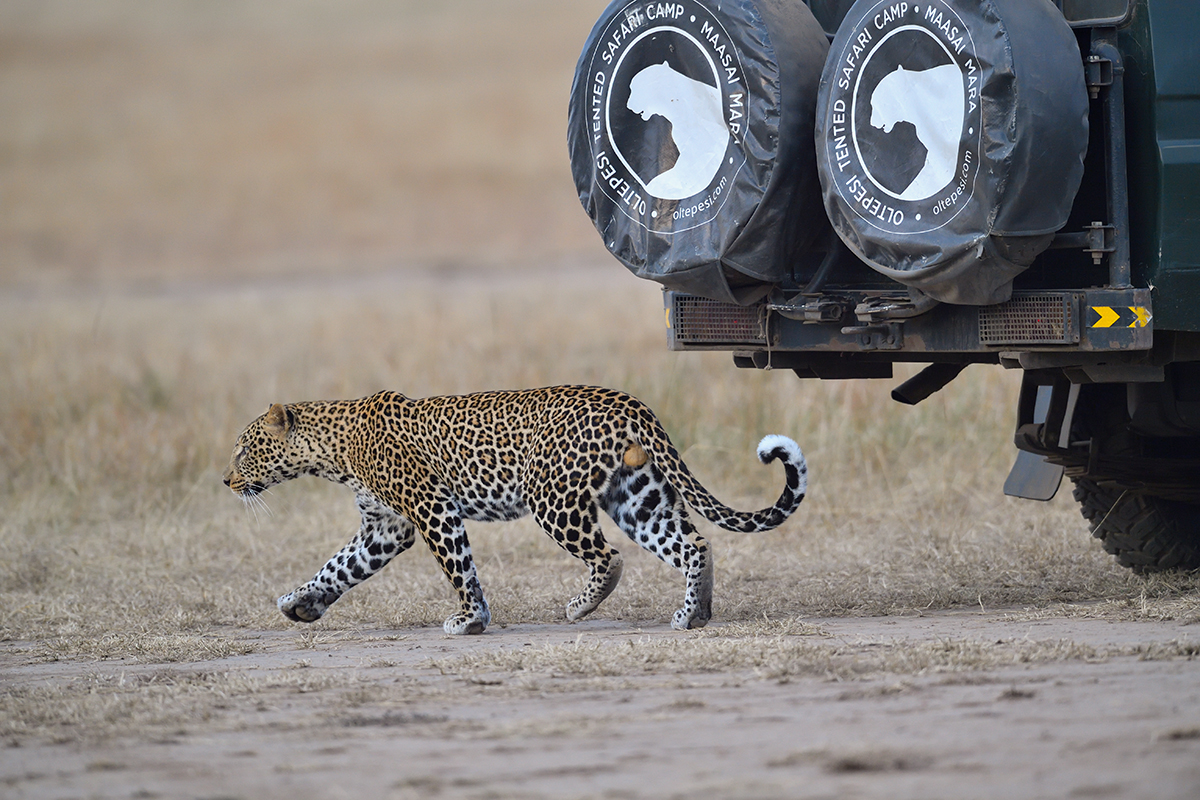 _5RG1700_20180724_181644_2346Masai Mara 2018_3322Masai Mara 2018-1200.jpg