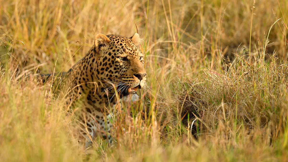 _5RG1724_20180729_181259_4978Masai Mara 2018_7503Masai Mara 2018.jpg