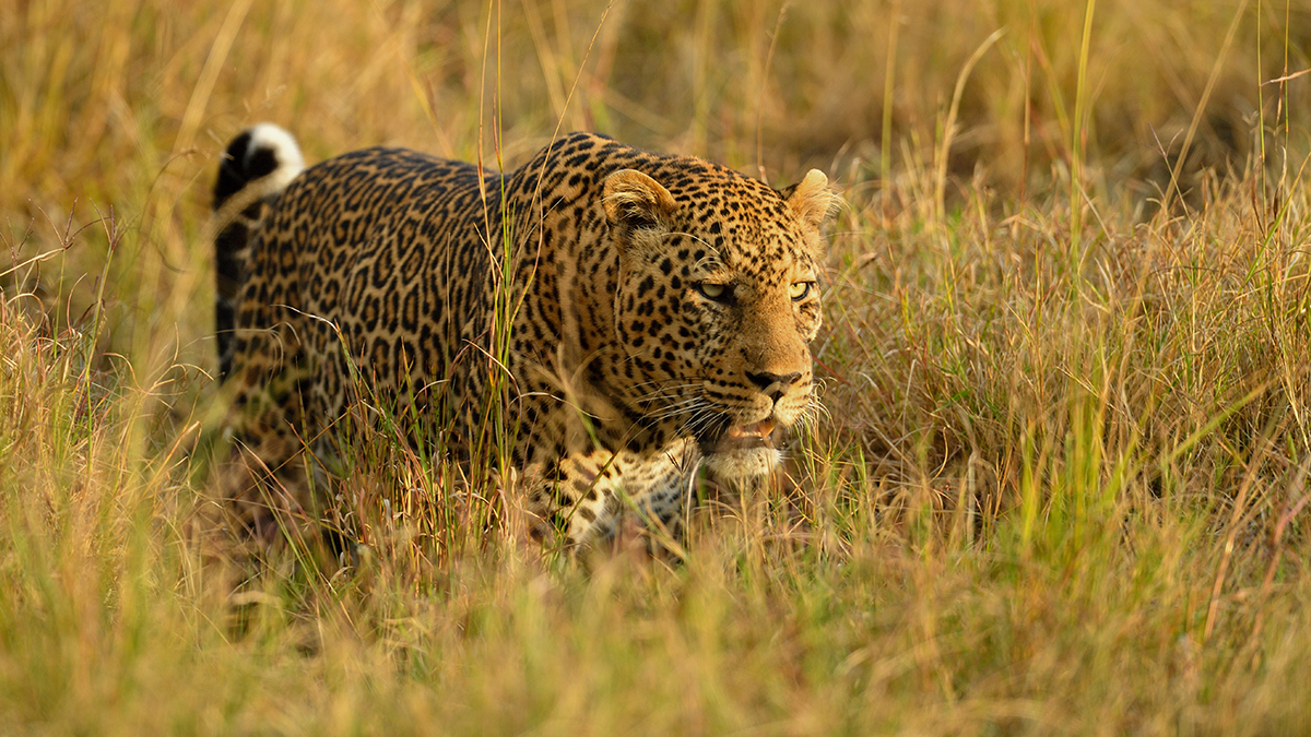 _5RG1734_20180729_181300_4979Masai Mara 2018_7504Masai Mara 2018.jpg