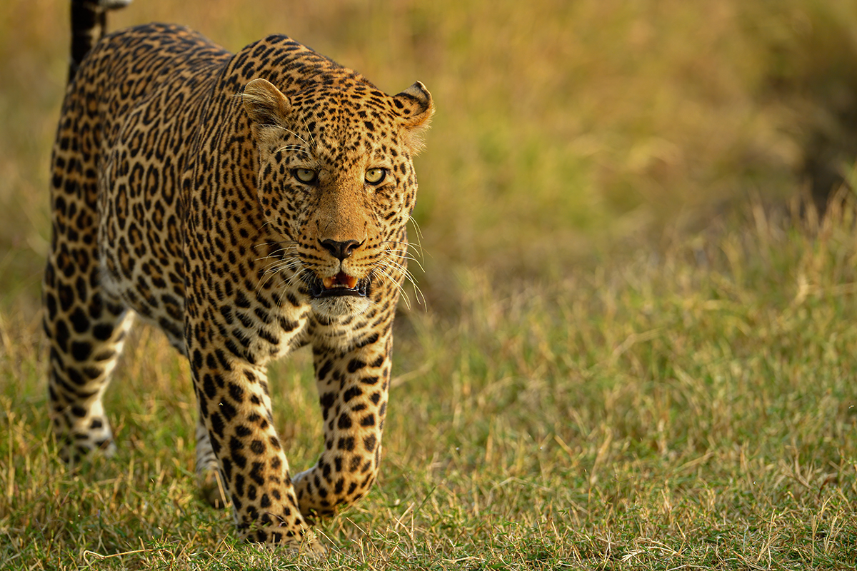 _5RG1760_20180729_181306_4981Masai Mara 2018_7506Masai Mara 2018.jpg