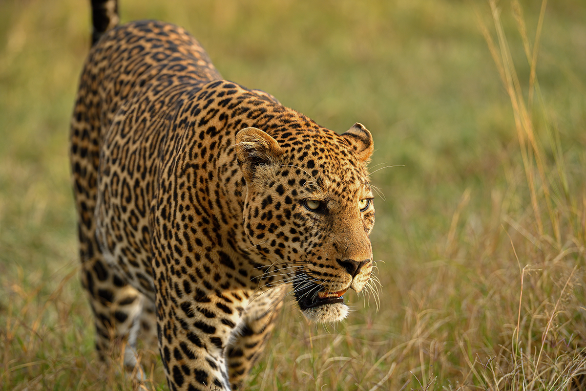 _5RG1788_20180729_181309_4982Masai Mara 2018_7507Masai Mara 2018.jpg