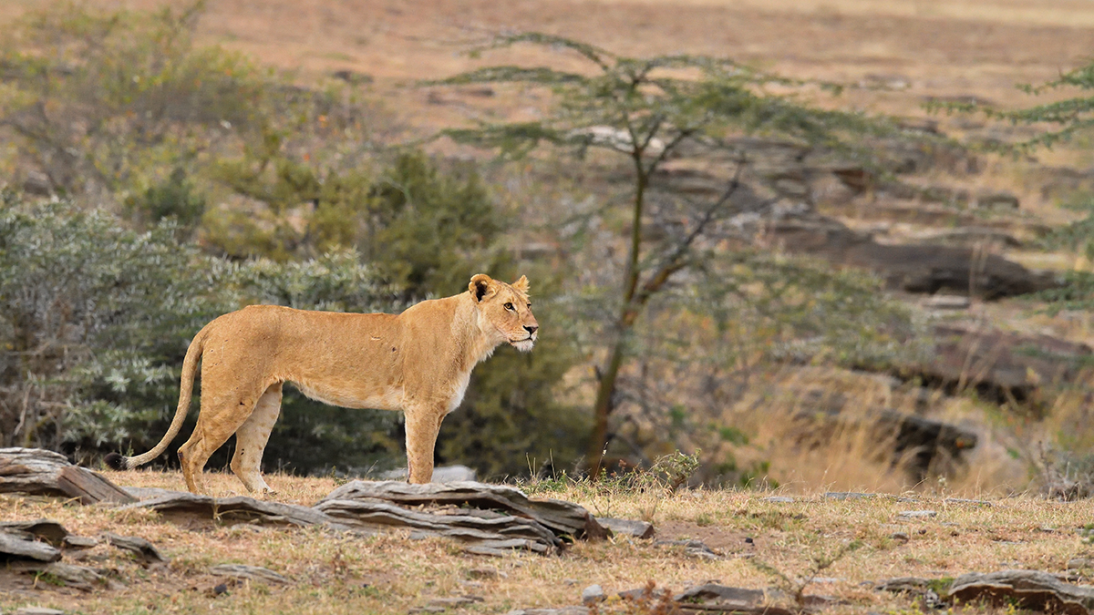 _5RG1797_20180725_072542_1003Masai Mara 2018-1200.jpg