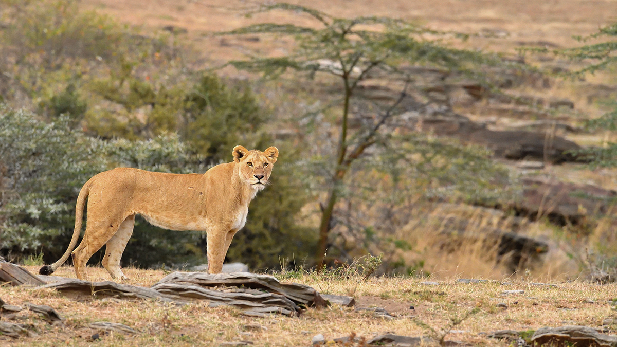 _5RG1809_20180725_072544_1004Masai Mara 2018-1200.jpg