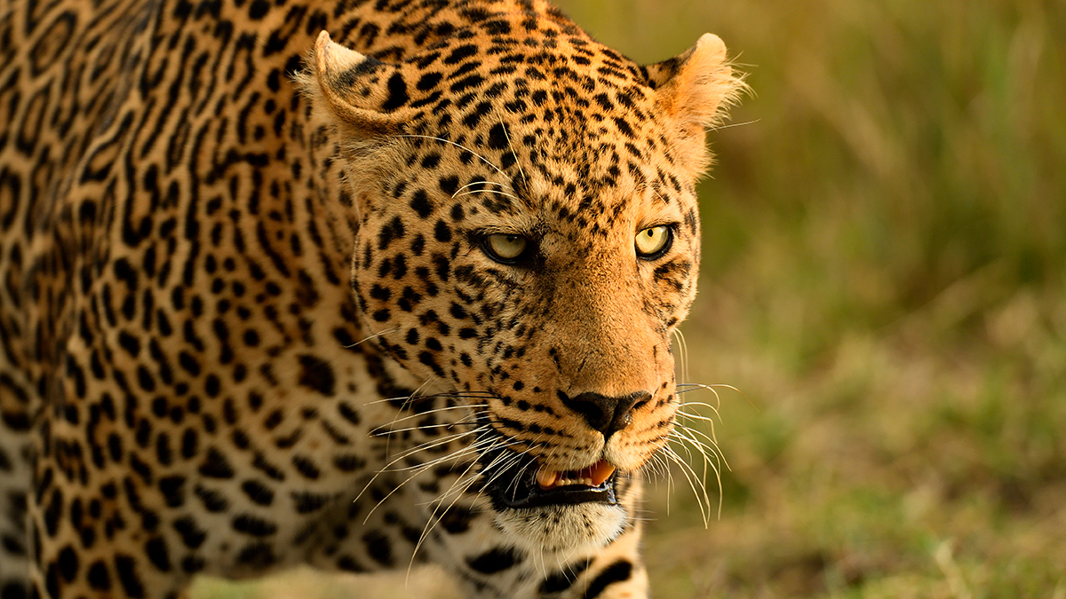 _5RG1810_20180729_181313_4985Masai Mara 2018_7510Masai Mara 2018.jpg
