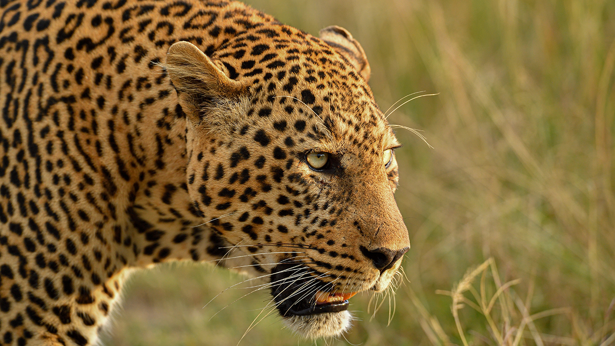 _5RG1820_20180729_181315_4987Masai Mara 2018_7512Masai Mara 2018.jpg