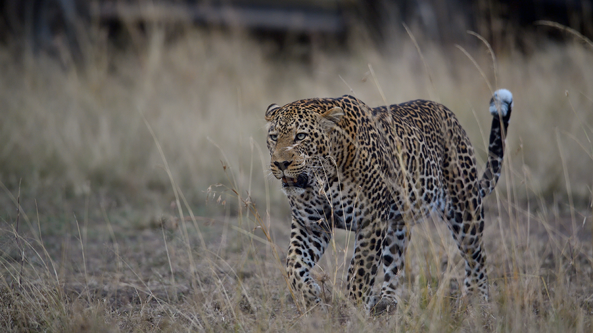 _5RG1886_20180729_182655_4989Masai Mara 2018_7514Masai Mara 2018.jpg