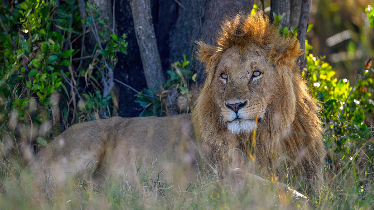 _5RG1909_20180719_090947_750Masai Mara 2018-1200.jpg