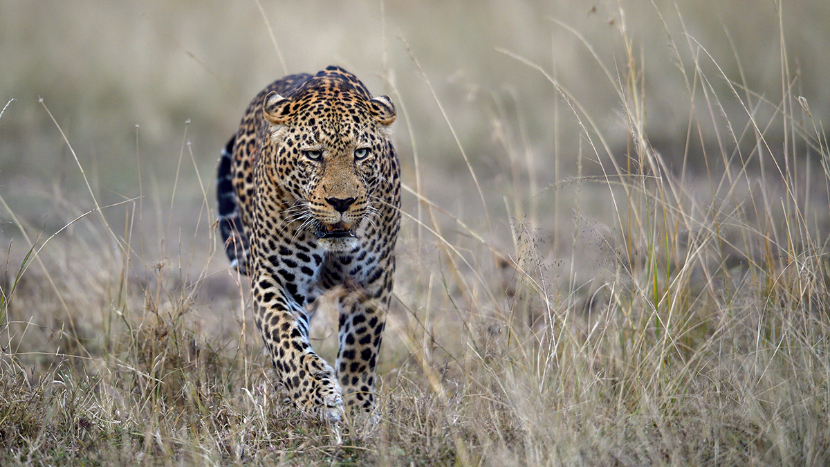 _5RG1916_20180729_182700_4992Masai Mara 2018_7517Masai Mara 2018.jpg