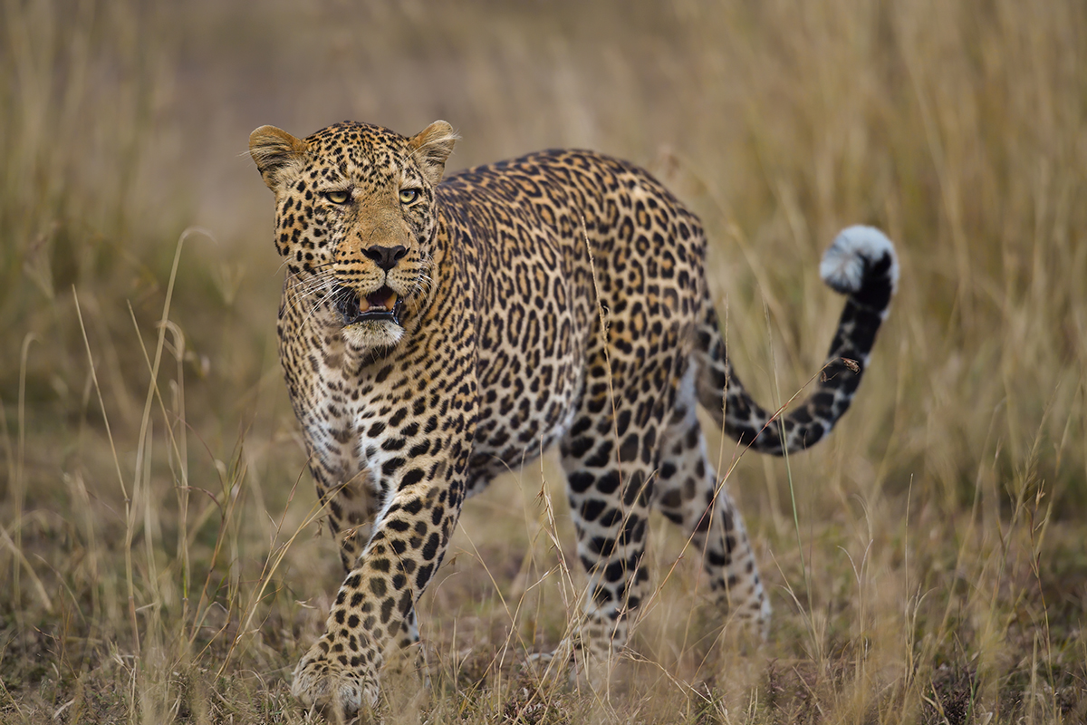 _5RG1954_20180729_182707_4996Masai Mara 2018_7521Masai Mara 2018-1200.jpg