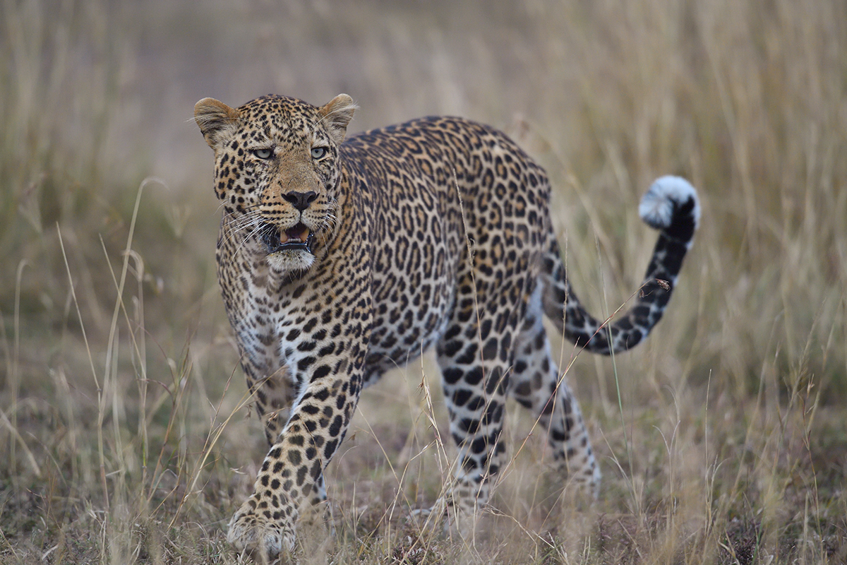 _5RG1954_20180729_182707_4996Masai Mara 2018_7521Masai Mara 2018.jpg