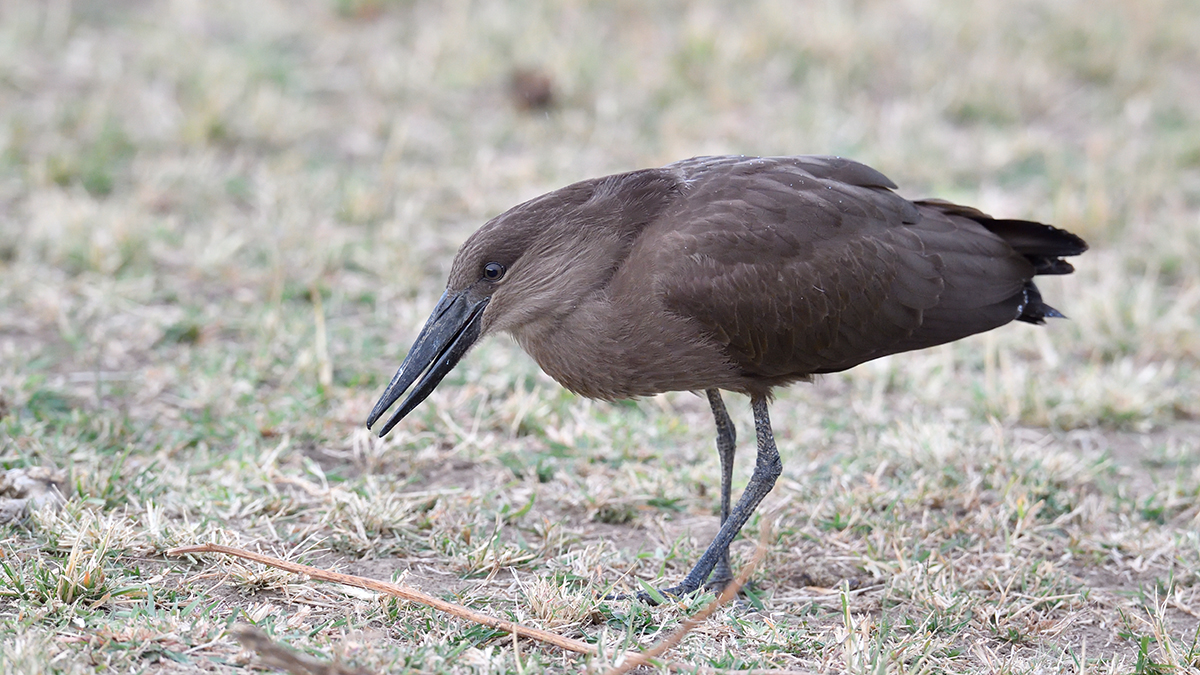 _5RG1967_20180725_073446_1006Masai Mara 2018-1200.jpg