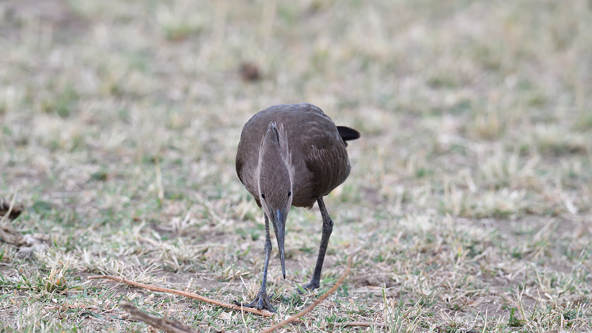 _5RG1968_20180725_073447_1007Masai Mara 2018-1200.jpg