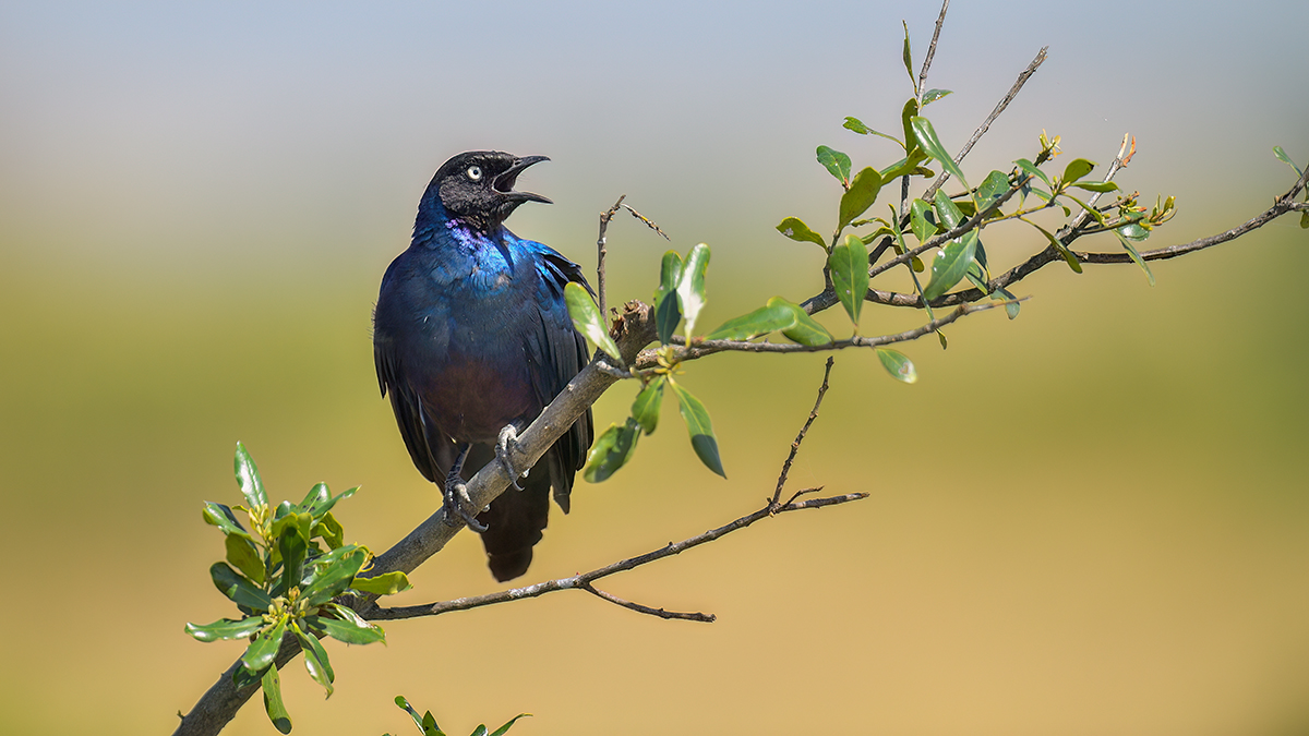 _5RG1987_20180719_103726_752Masai Mara 2018-1200.jpg