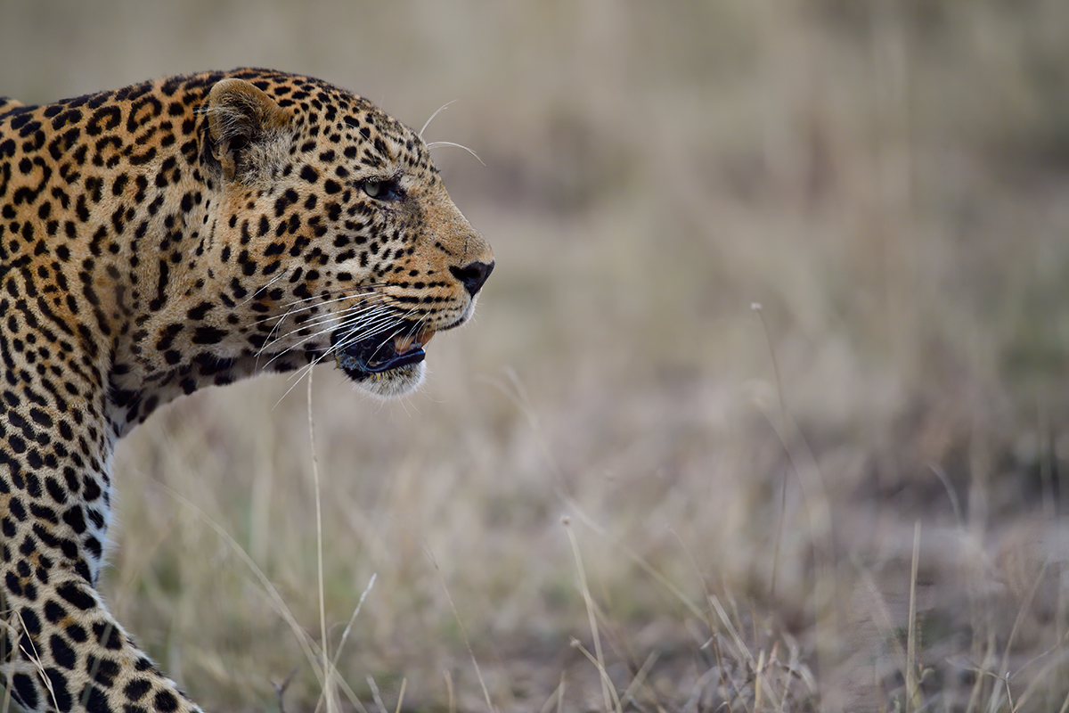 _5RG2008_20180729_182715_5000Masai Mara 2018_7525Masai Mara 2018.jpg