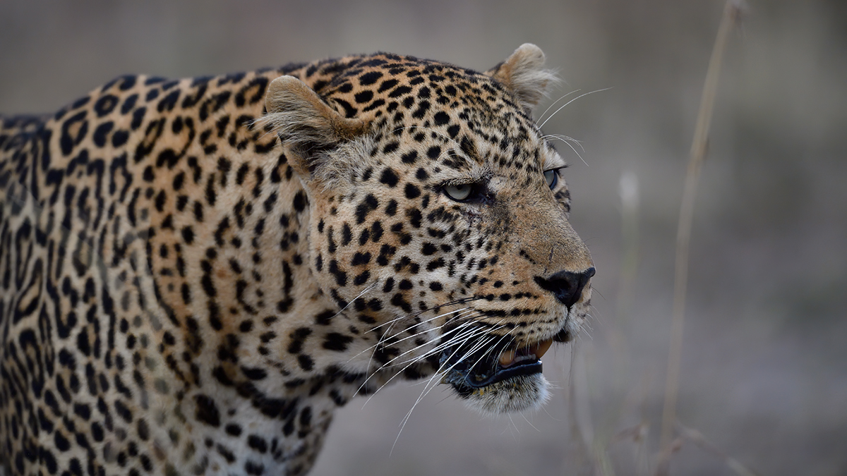 _5RG2034_20180729_182720_5001Masai Mara 2018_7526Masai Mara 2018.jpg