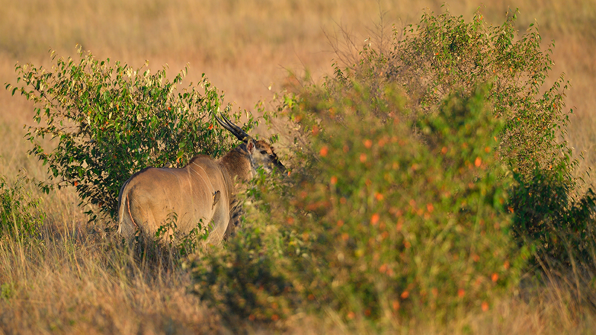 _5RG2092_20180730_072205_5125Masai Mara 2018_6398Masai Mara 2018.jpg