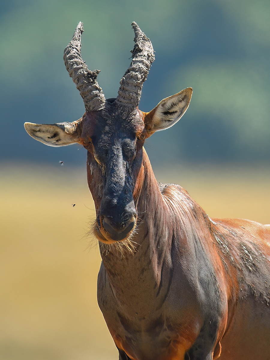 _5RG2109_20180719_104228_753Masai Mara 2018-1200.jpg
