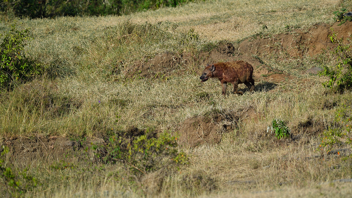 _5RG2112_20180725_083011_1013Masai Mara 2018-1200.jpg