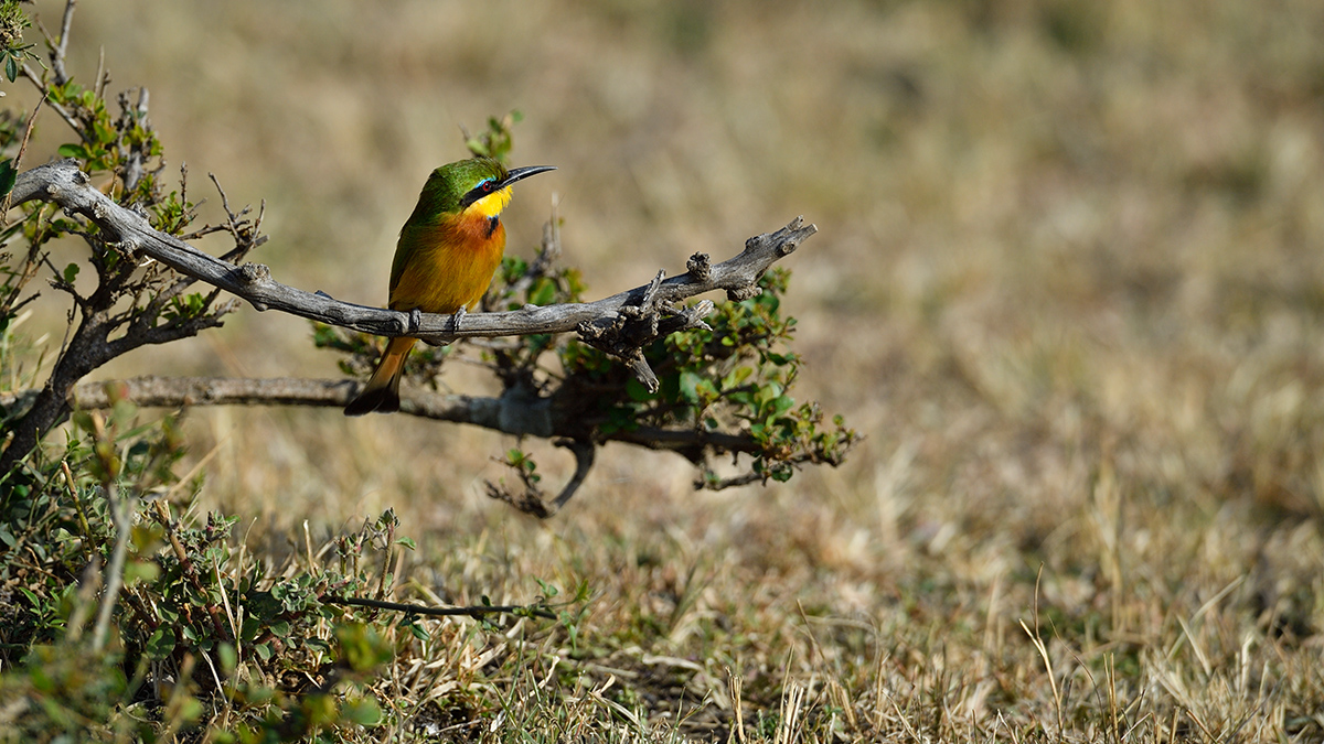 _5RG2122_20180725_083513_1014Masai Mara 2018-1200.jpg
