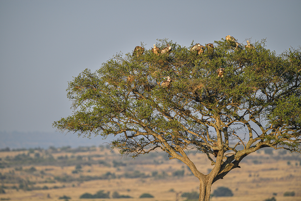 _5RG2122_20180730_073955_5129Masai Mara 2018_6402Masai Mara 2018.jpg